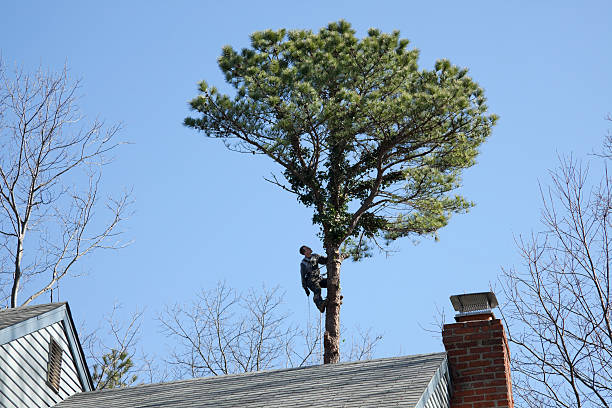 How Our Tree Care Process Works  in  Santee, CA